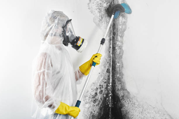 Professional Mold Removal in Owensville, IN